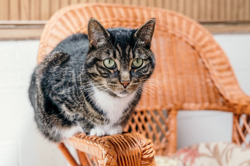 Feline Fabulous: Exploring the Diverse World of Cat Breeds